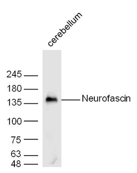 Neurofascin Rabbit Polyclonal Antibody