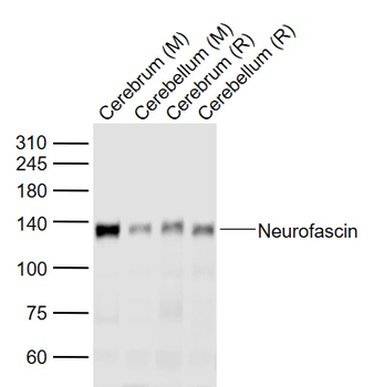 Neurofascin Rabbit Polyclonal Antibody