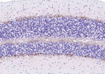 NF-H Rabbit Polyclonal Antibody