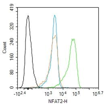 NFAT2 Rabbit Polyclonal Antibody