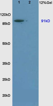 Sodium hydrogen exchanger 1 Rabbit Polyclonal Antibody