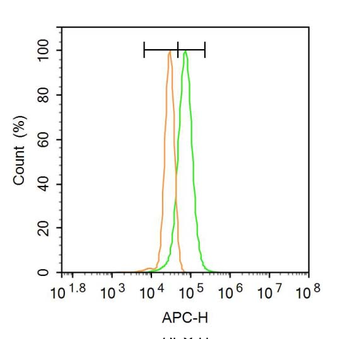 MAP3K14/NFkB Inducing Kinase Rabbit Polyclonal Antibody