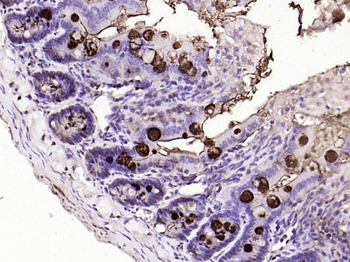 NKB Rabbit Polyclonal Antibody