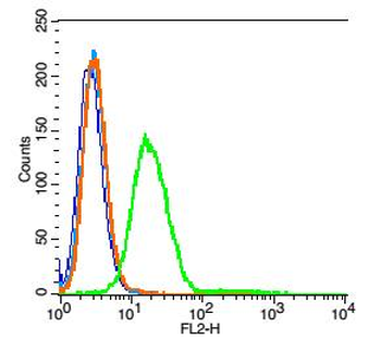 Neurokin B receptor Rabbit Polyclonal Antibody