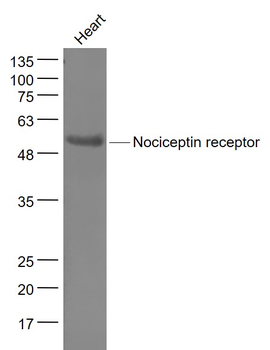 Nociceptin receptor Rabbit Polyclonal Antibody