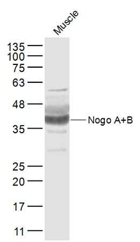 Nogo B Rabbit Polyclonal Antibody
