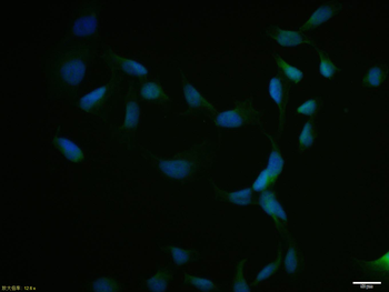 NRF1 Rabbit Polyclonal Antibody