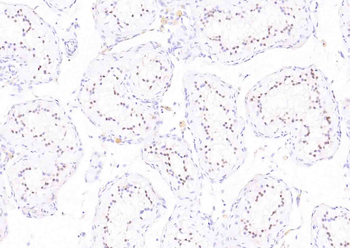 NSBP1 Rabbit Polyclonal Antibody