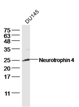 Neurotrophin 4 Rabbit Polyclonal Antibody