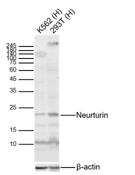 Neurturin Rabbit Polyclonal Antibody