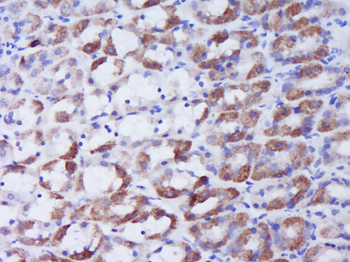 Ghrelin 28 Rabbit Polyclonal Antibody