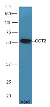 OCT2 antibody