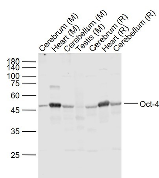 Oct4 Rabbit Polyclonal Antibody