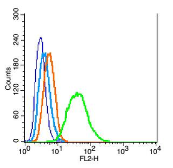 CDKN1B/p27 KIP 1 Rabbit Polyclonal Antibody