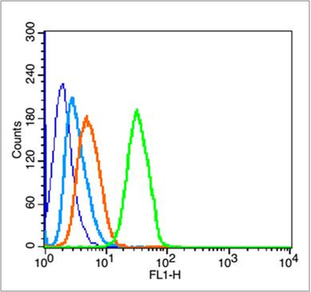 P53 protein (wt-p53) Rabbit Polyclonal Antibody