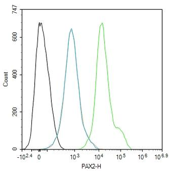 PAX2 Rabbit Polyclonal Antibody