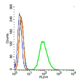 PDE4D Rabbit Polyclonal Antibody