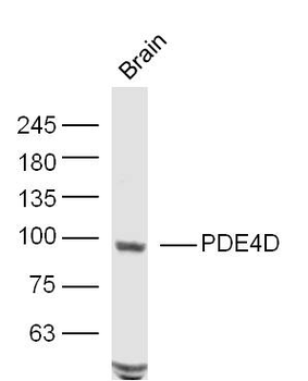 PDE4D Rabbit Polyclonal Antibody