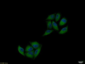 PKA alpha + beta Rabbit Polyclonal Antibody