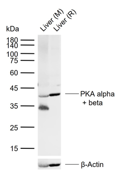PKA alpha + beta Rabbit Polyclonal Antibody