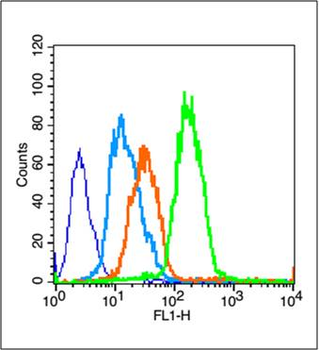 PPAR gamma Rabbit Polyclonal Antibody