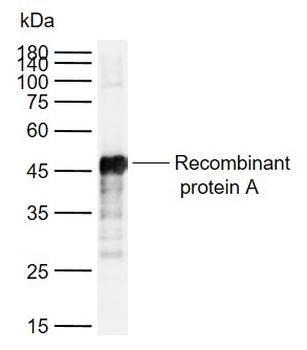 Recominant Protein A antibody