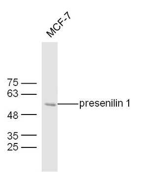Presenilin 1 Mouse Polyclonal Antibody