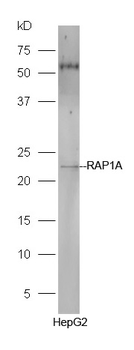 RAP1A Rabbit Polyclonal Antibody
