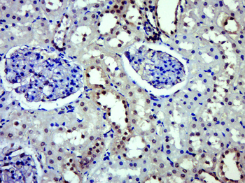Retinoid X receptor alpha Rabbit Polyclonal Antibody