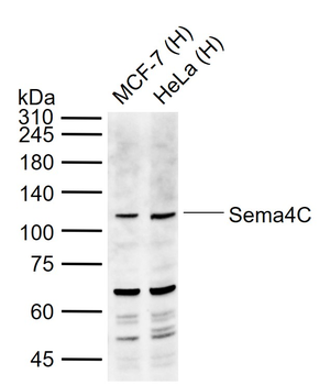 Sema4C Rabbit Polyclonal Antibody