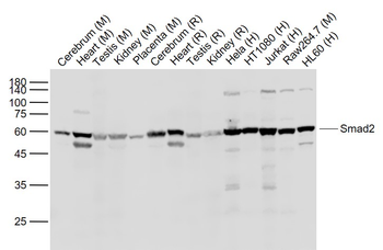 Smad2 Rabbit Polyclonal Antibody
