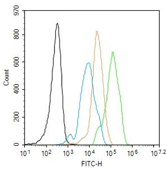 MAP126 Rabbit Polyclonal Antibody