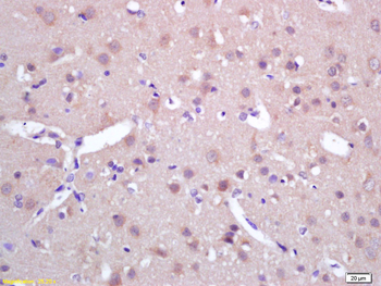 MAP126 Rabbit Polyclonal Antibody