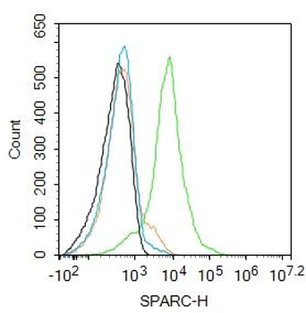 SPARC Rabbit Polyclonal Antibody