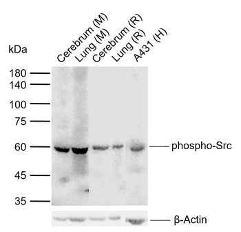 SRC (phospho-Tyr529) antibody