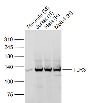 TLR3 Rabbit Polyclonal Antibody