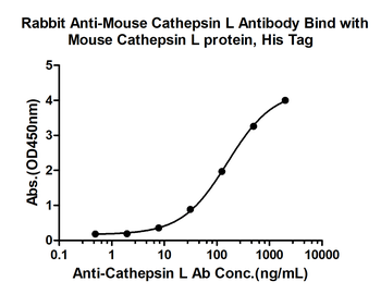 Cathepsin L Rabbit Polyclonal Antibody