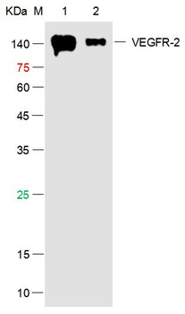 VEGFR2 Rabbit Polyclonal Antibody