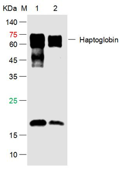Haptoglobin Rabbit Polyclonal Antibody