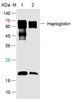 Haptoglobin antibody