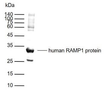 RAMP1 antibody