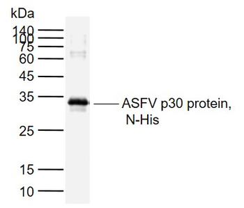ASFV p30 Rabbit Polyclonal Antibody