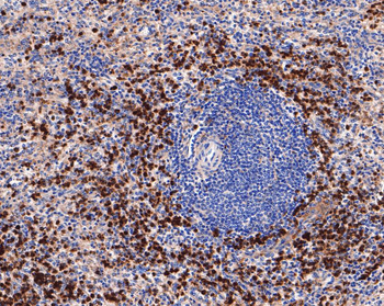 CD63 Recombinant Rabbit Monoclonal Antibody