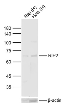 RIP2 antibody