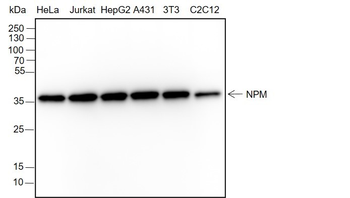 Nucleophosmin Recombinant Rabbit Monoclonal Antibody
