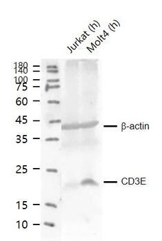 CD3E antibody