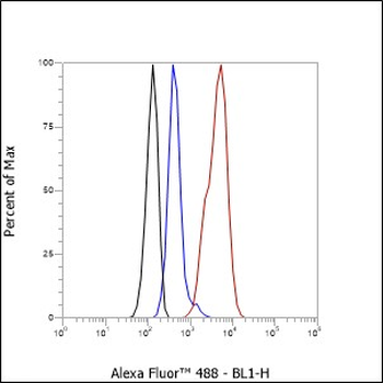 CDX2 Recombinant Rabbit Monoclonal Antibody