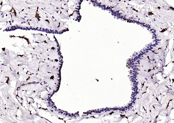 Phospho-GSK-3 Beta (Ser9) Mouse Monoclonal Antibody