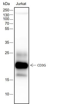 CD3G Recombinant Rabbit Monoclonal Antibody