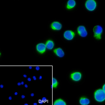 CD3G Recombinant Rabbit Monoclonal Antibody